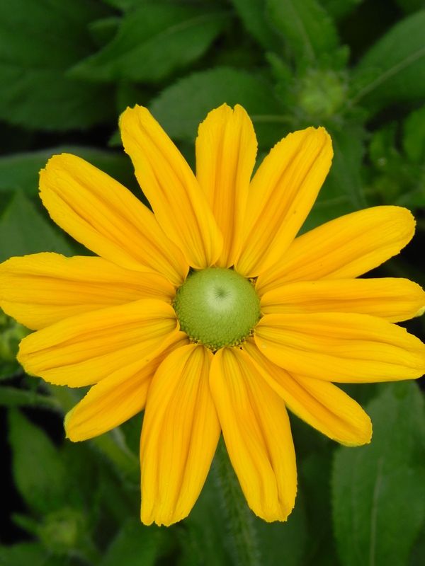 Rudbeckia x ‘Passion Smiley Z’