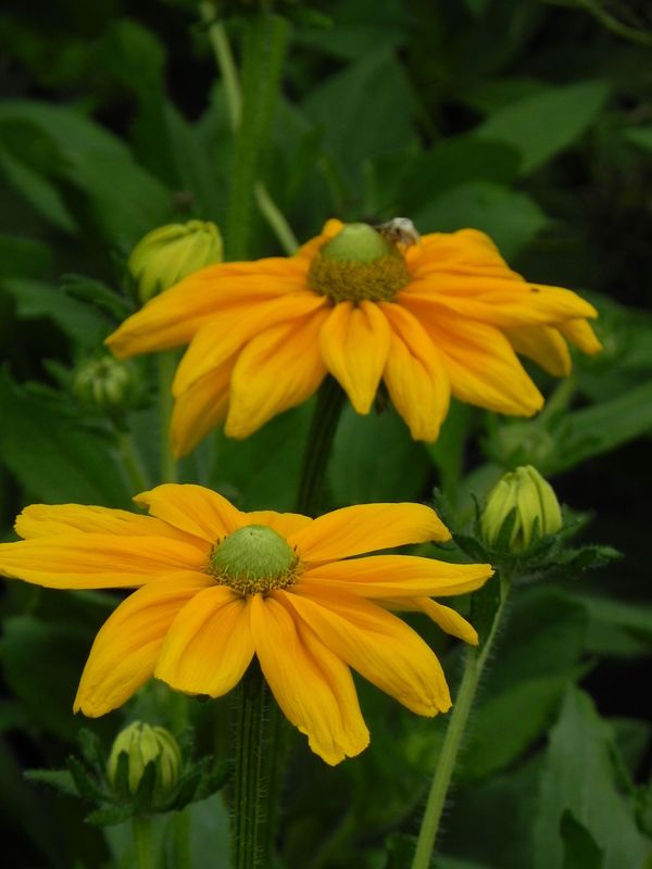 Rudbeckia x ‘Passion Smiley Z’
