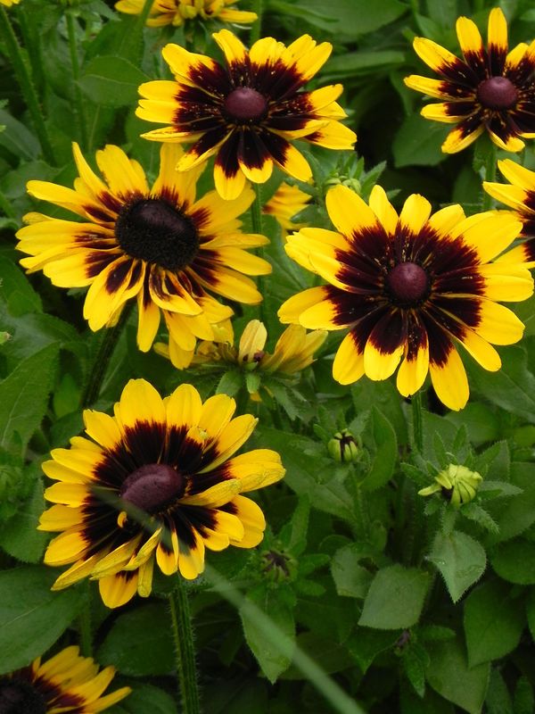 Rudbeckia x ‘Tiger Smiley Z’