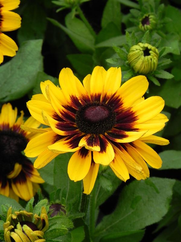 Rudbeckia x ‘Tiger Smiley Z’
