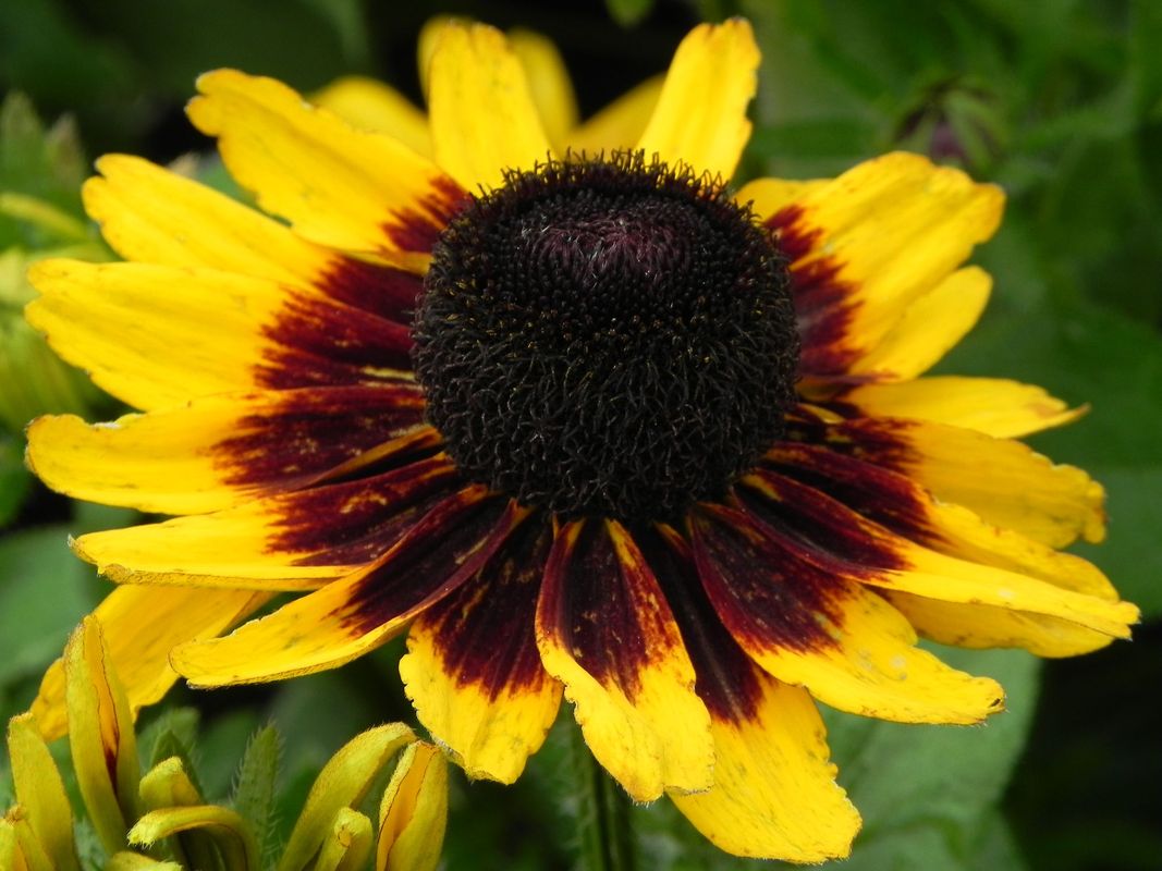 Rudbeckia x ‘Tiger Smiley Z’