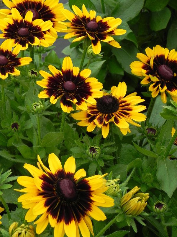 Rudbeckia x ‘Tiger Smiley Z’