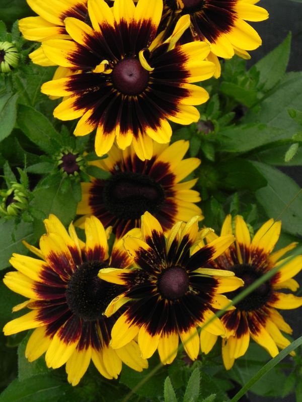 Rudbeckia x ‘Tiger Smiley Z’