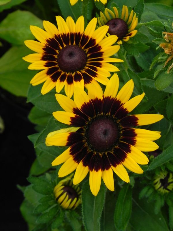 Rudbeckia x ‘Tiger Smiley Z’