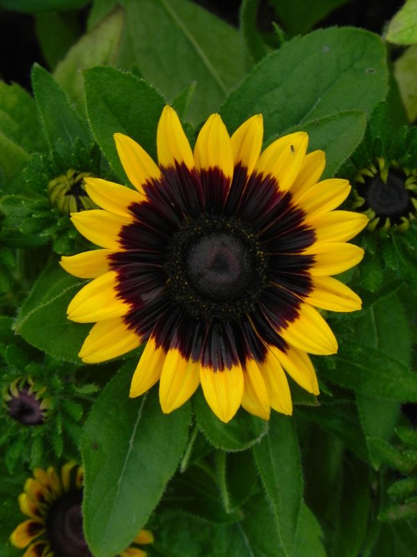Rudbeckia x ‘Tiger Smiley Z’