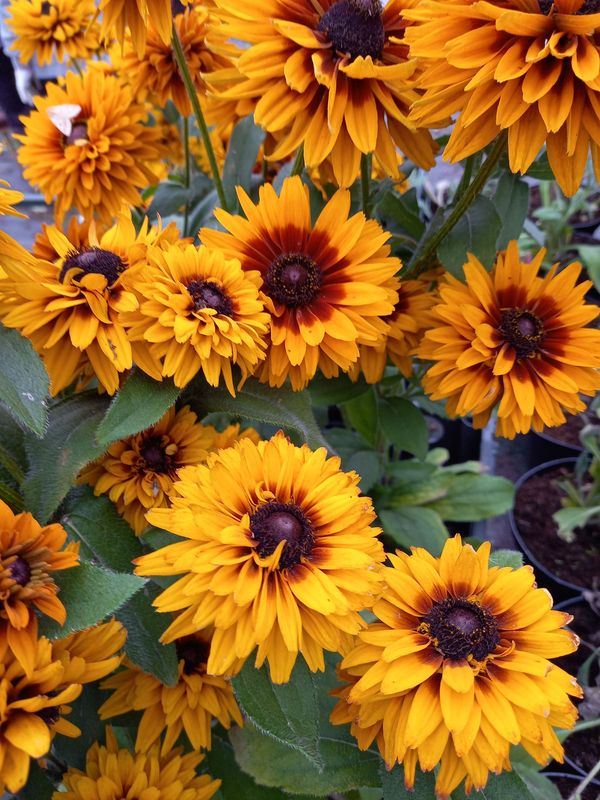 Rudbeckia x ‘Flamenco® Bright Orange’