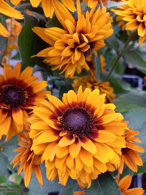 Rudbeckia x ‘Flamenco® Bright Orange’