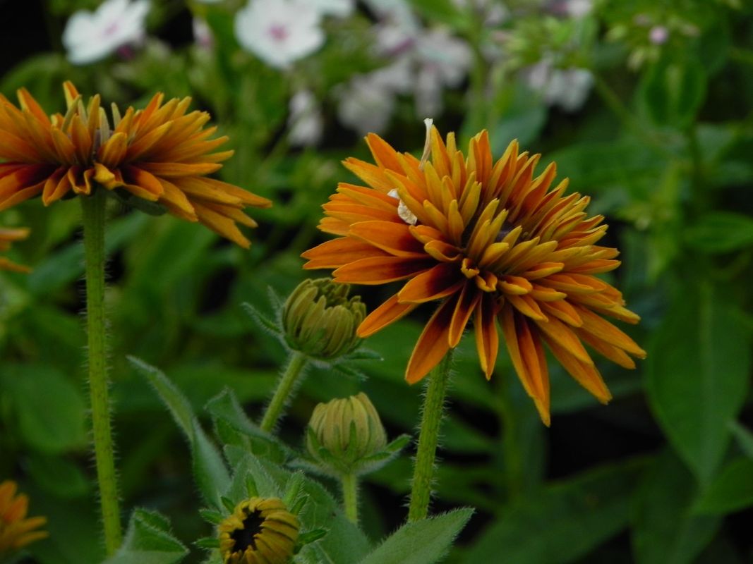 Rudbeckia x ‘Flamenco® Bright Orange’