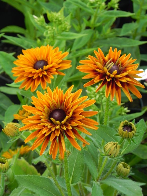 Rudbeckia x ‘Flamenco® Bright Orange’