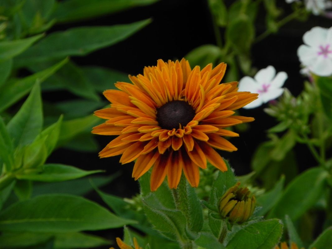 Rudbeckia x ‘Flamenco® Bright Orange’
