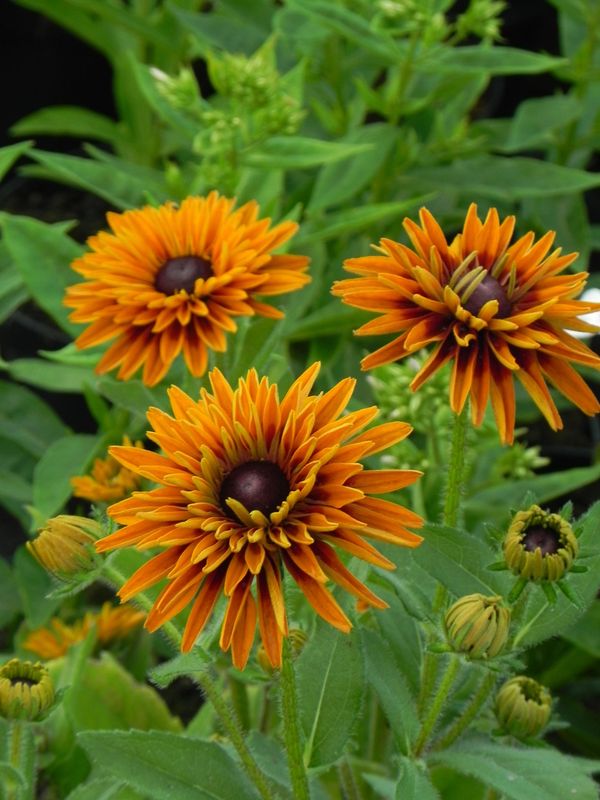 Rudbeckia x ‘Flamenco® Bright Orange’