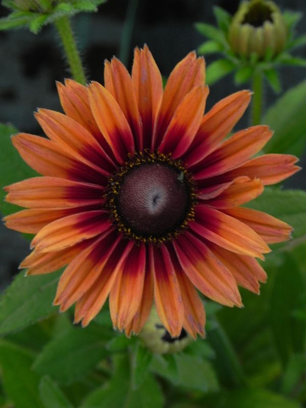 Rudbeckia x ‘Flamenco® Dark Orange’