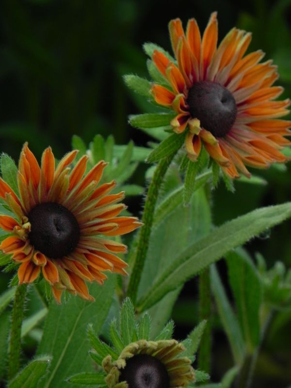 Rudbeckia x ‘Flamenco® Dark Orange’