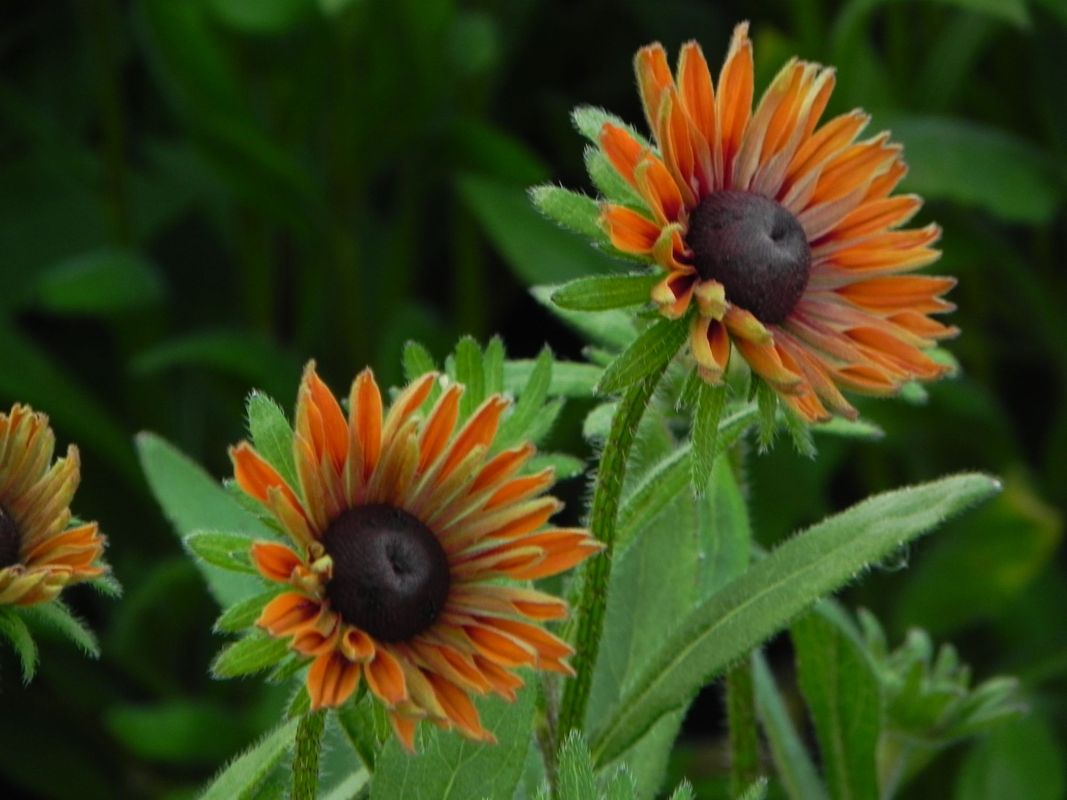 Rudbeckia x ‘Flamenco® Dark Orange’