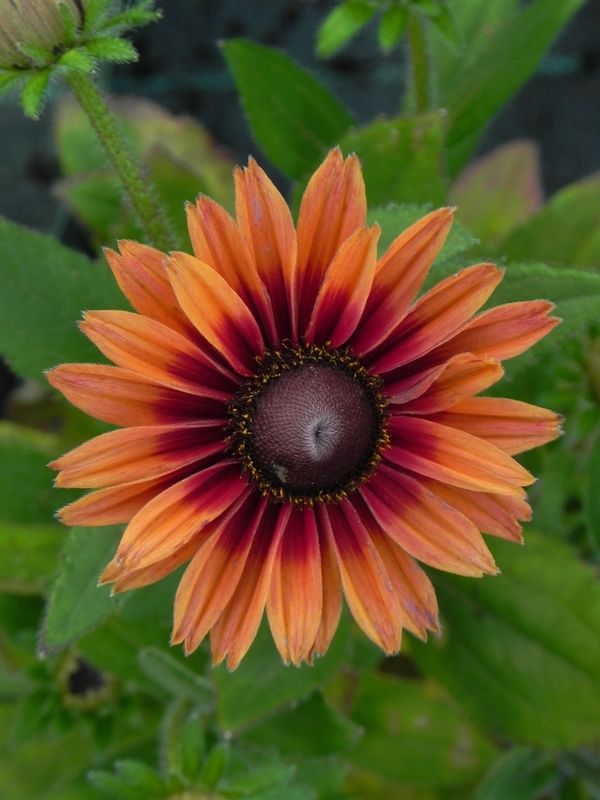 Rudbeckia x ‘Flamenco® Dark Orange’