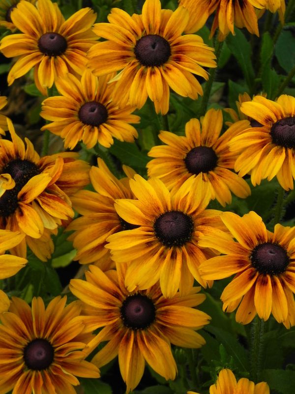Rudbeckia x ‘SmileyZ™ Chocolate’