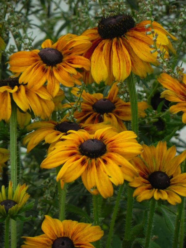 Rudbeckia x ‘SmileyZ™ Chocolate’
