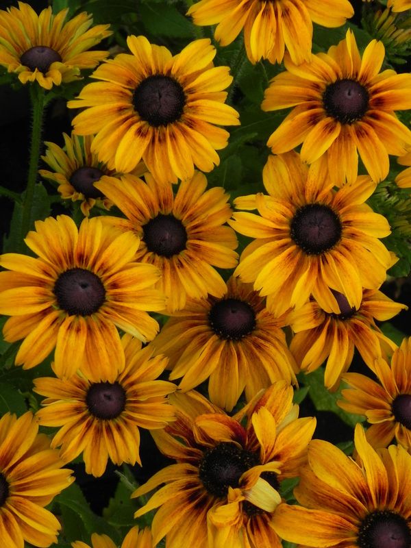 Rudbeckia x ‘SmileyZ™ Chocolate’