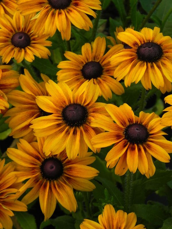 Rudbeckia x ‘SmileyZ™ Chocolate’