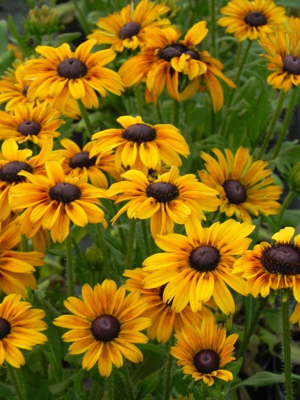 Rudbeckia x ‘SmileyZ™ Chocolate’