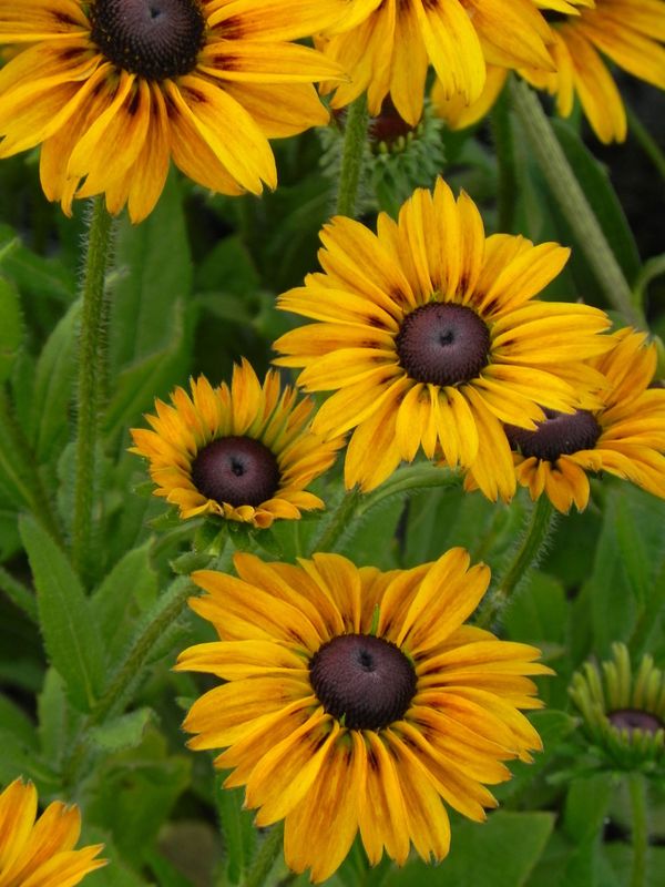 Rudbeckia x ‘SmileyZ™ Chocolate’