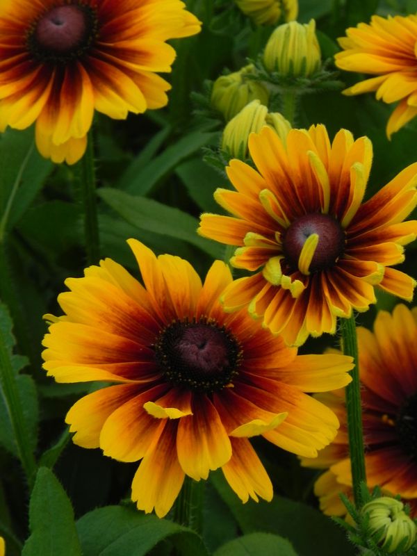 Rudbeckia x ‘SmileyZ™ Kissing’