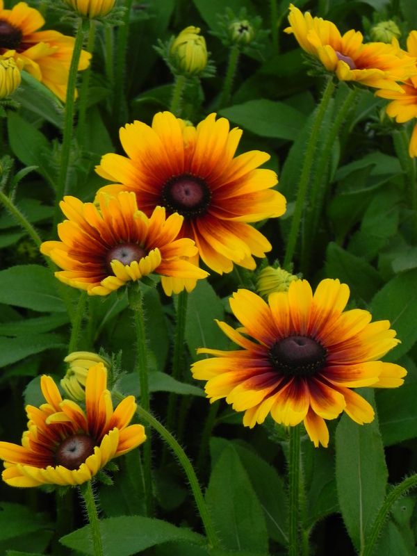 Rudbeckia x ‘SmileyZ™ Kissing’