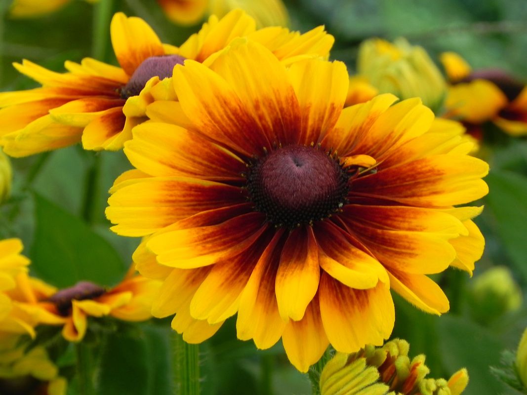 Rudbeckia x ‘SmileyZ™ Kissing’