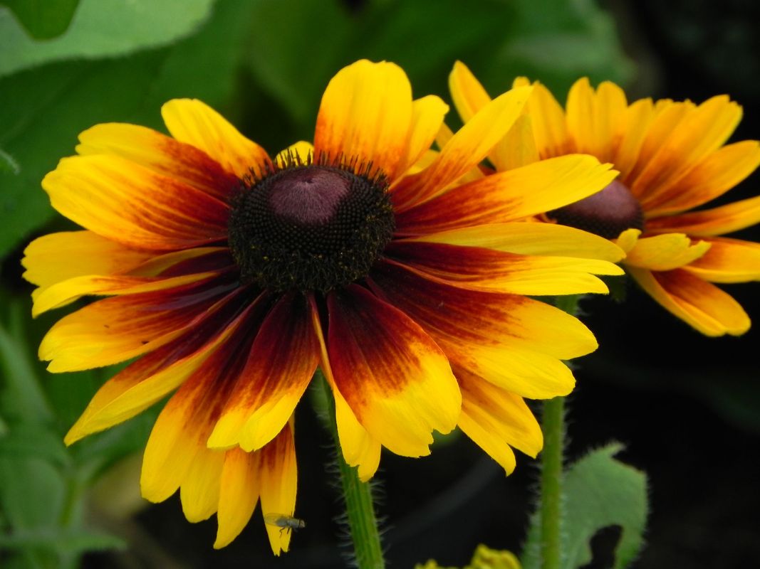 Rudbeckia x ‘SmileyZ™ Kissing’