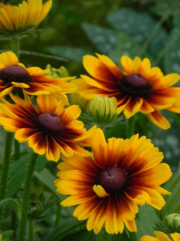 Rudbeckia x ‘SmileyZ™ Kissing’