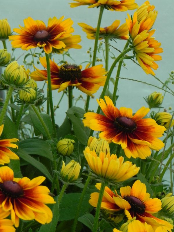 Rudbeckia x ‘SmileyZ™ Kissing’