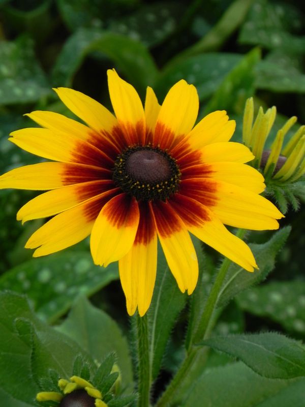 Rudbeckia x ‘SmileyZ™ Big Love’