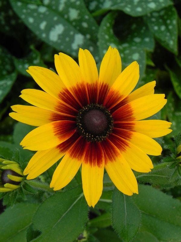 Rudbeckia x ‘SmileyZ™ Big Love’