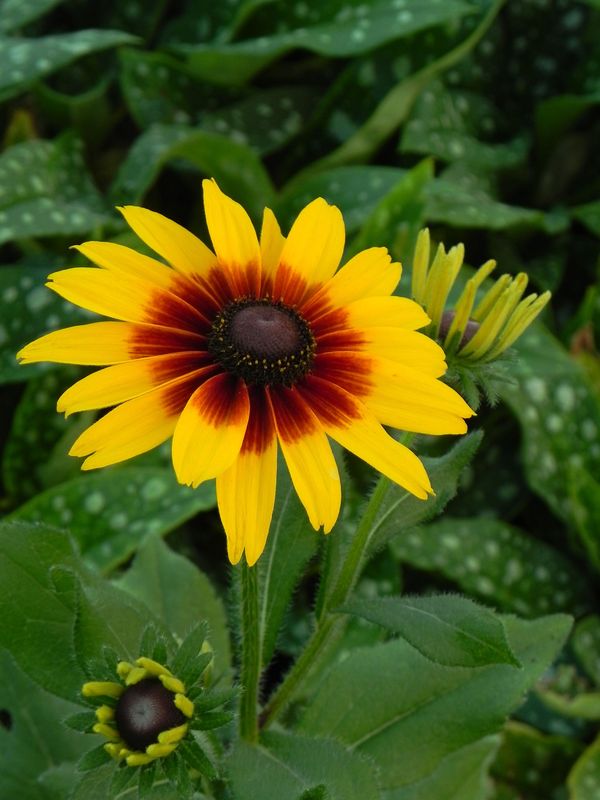 Rudbeckia x ‘SmileyZ™ Big Love’