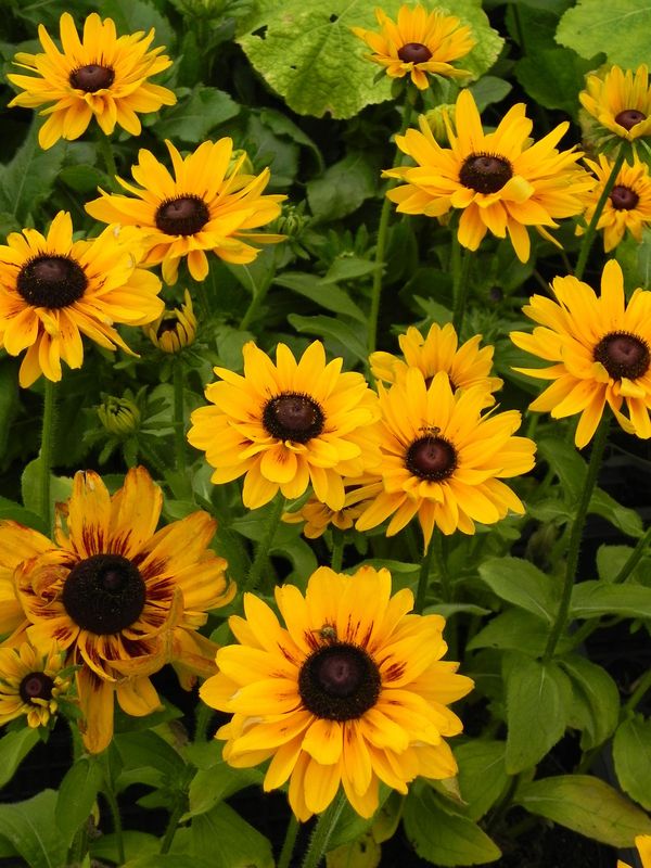 Rudbeckia x ‘SmileyZ™ Party’