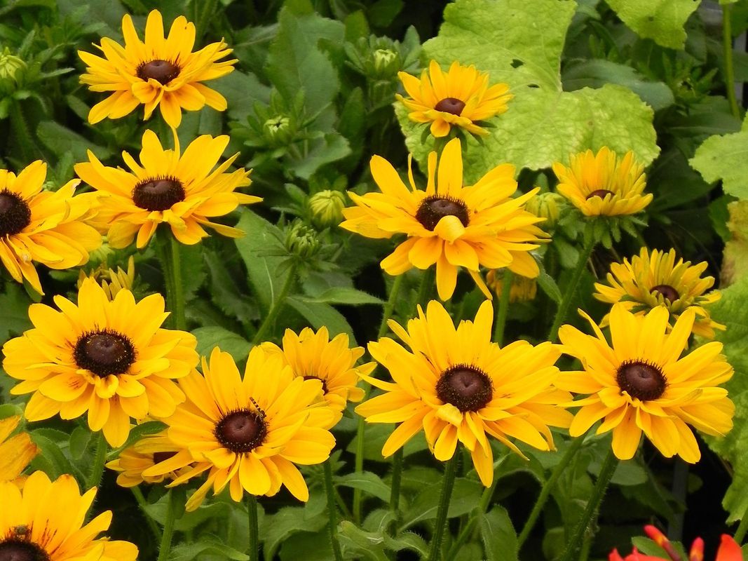 Rudbeckia x ‘SmileyZ™ Party’