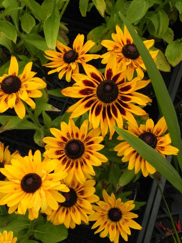 Rudbeckia x ‘SmileyZ™ Party’