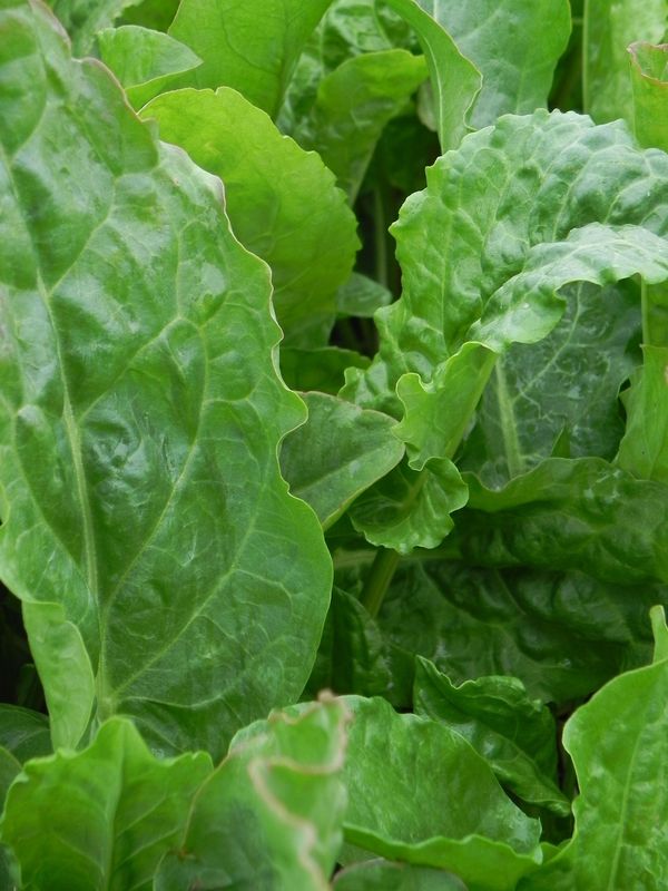 Rumex acetosa