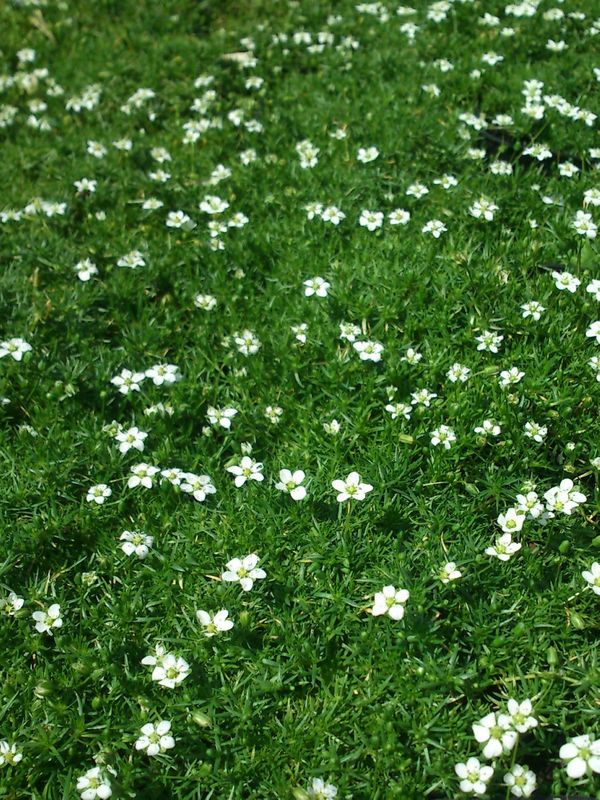 Sagina subulata ‘Supreme’