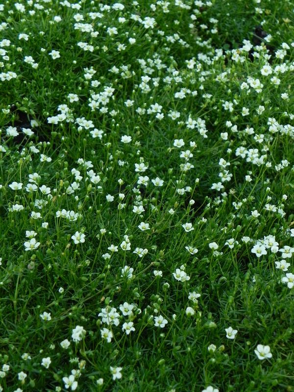 Sagina subulata ‘Supreme’