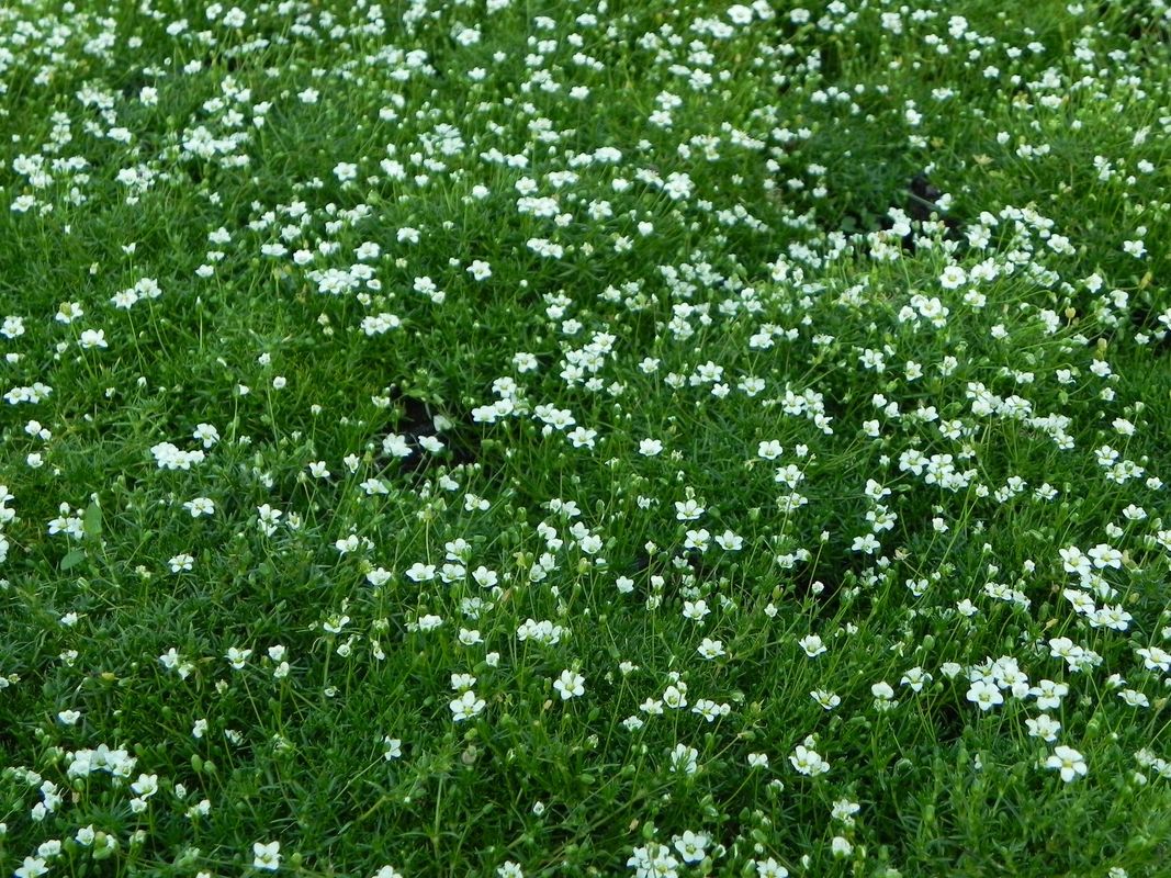 Sagina subulata ‘Supreme’