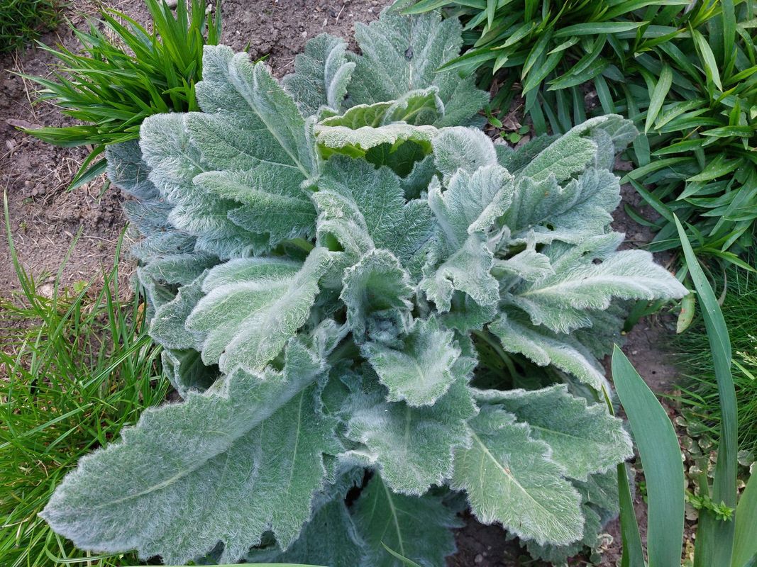 Salvia argentea ‘Artemis’