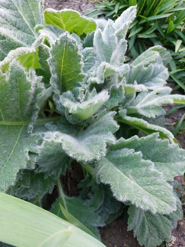 Salvia argentea ‘Artemis’