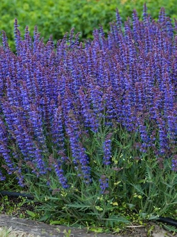 Salvia hybrida ‘Carina’
