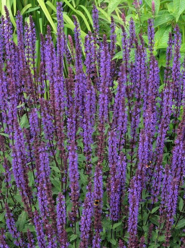 Salvia nemorosa