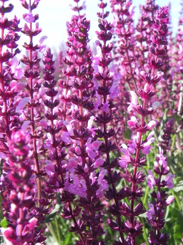 Salvia nemorosa ‘Rose Queen’
