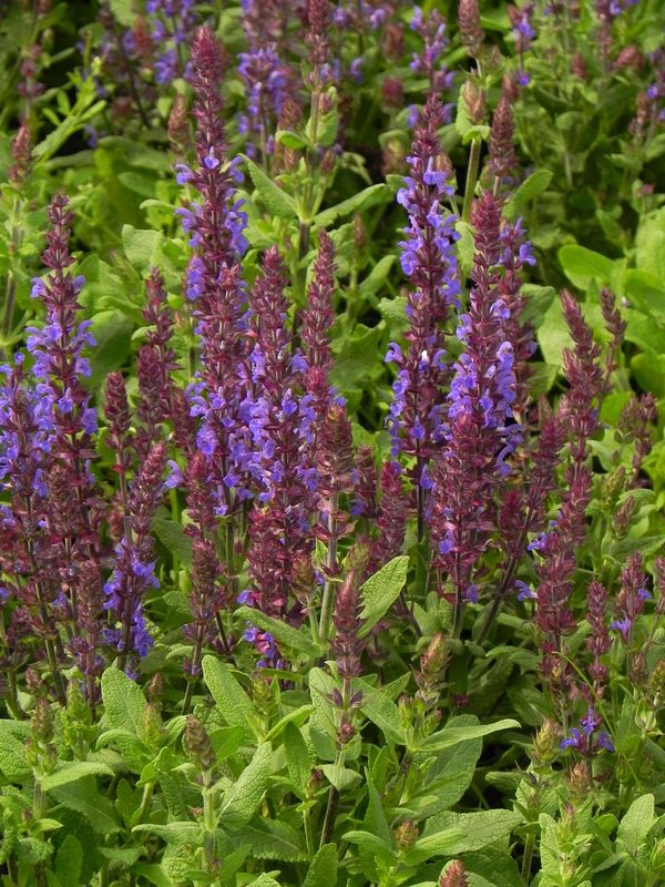 Salvia nemorosa ‘Blaukonigin *R’