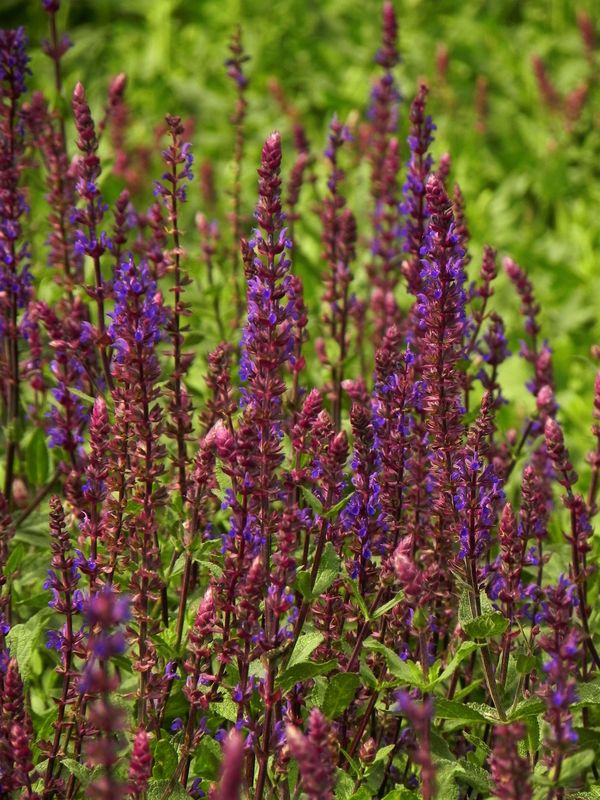 Salvia nemorosa ‘Caradonna’