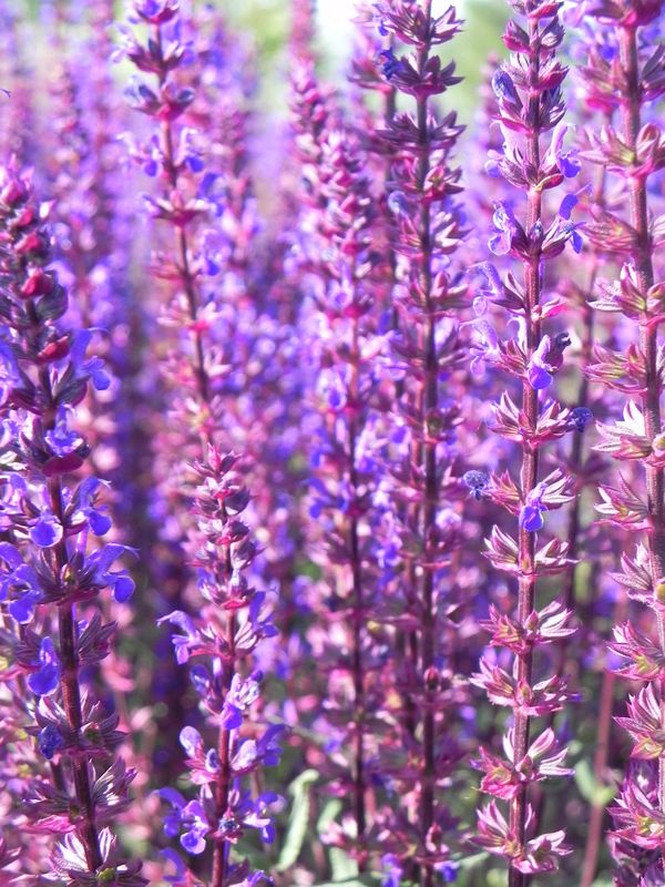 Salvia nemorosa ‘Caradonna’