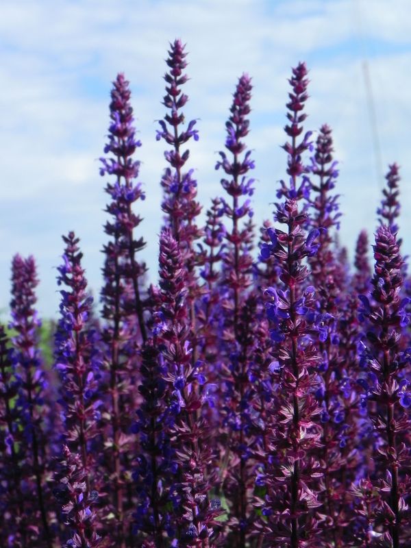 Salvia nemorosa ‘Caradonna’